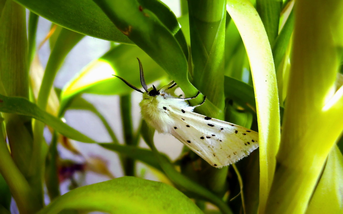 Fonds d'cran Animaux Insectes - Divers 