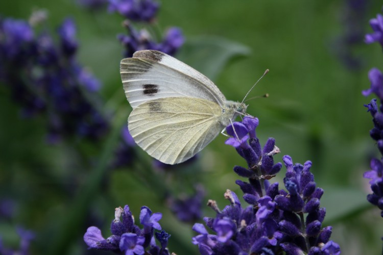 Fonds d'cran Animaux Insectes - Papillons Papillon sur lavande
