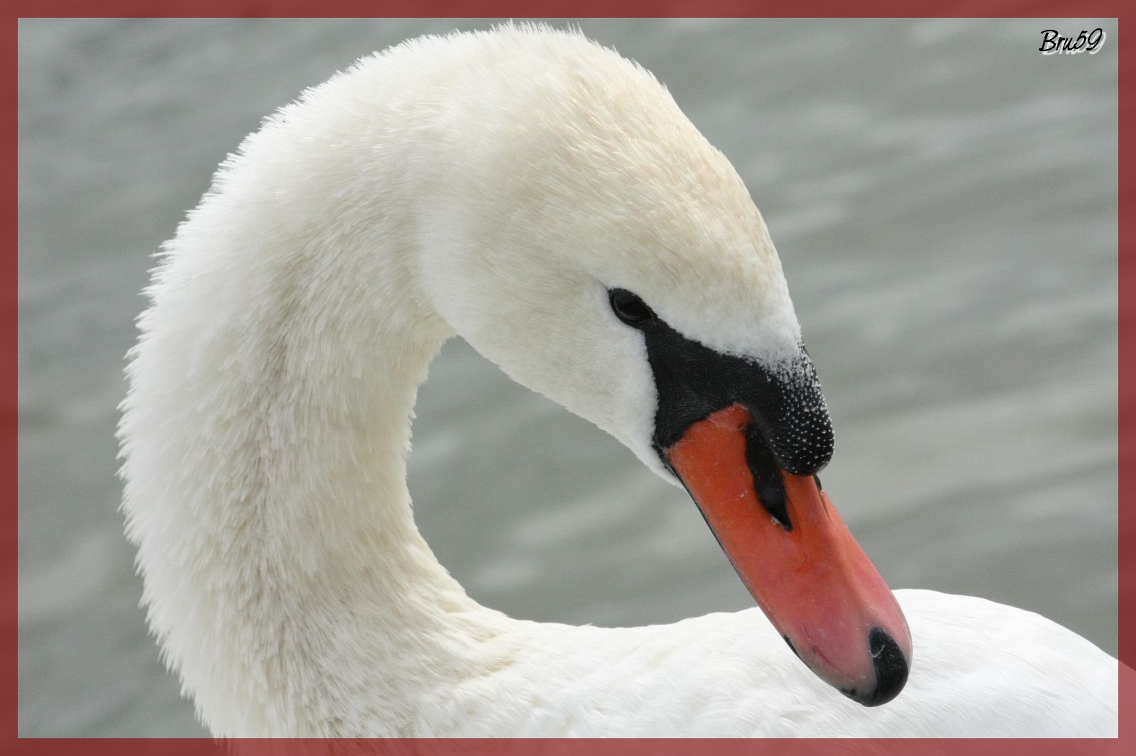 Fonds d'cran Animaux Oiseaux - Cygnes Cygne saluant