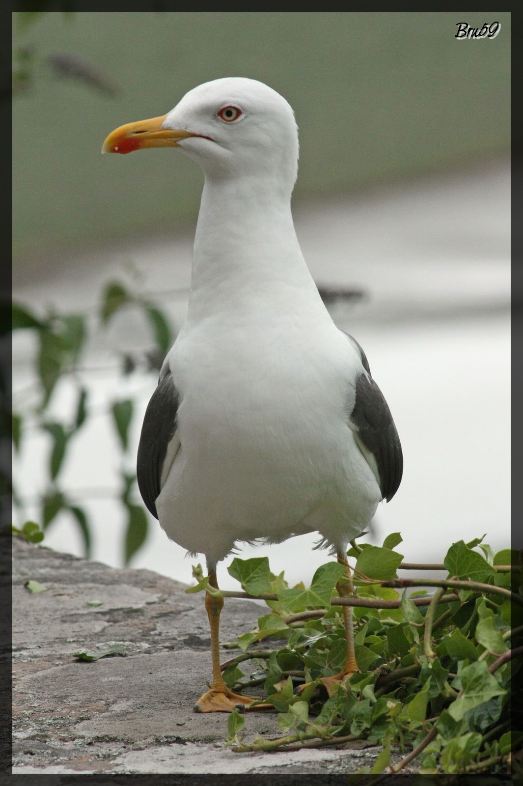 Fonds d'cran Animaux Oiseaux - Mouettes et Golands Goeland sur des fortifications