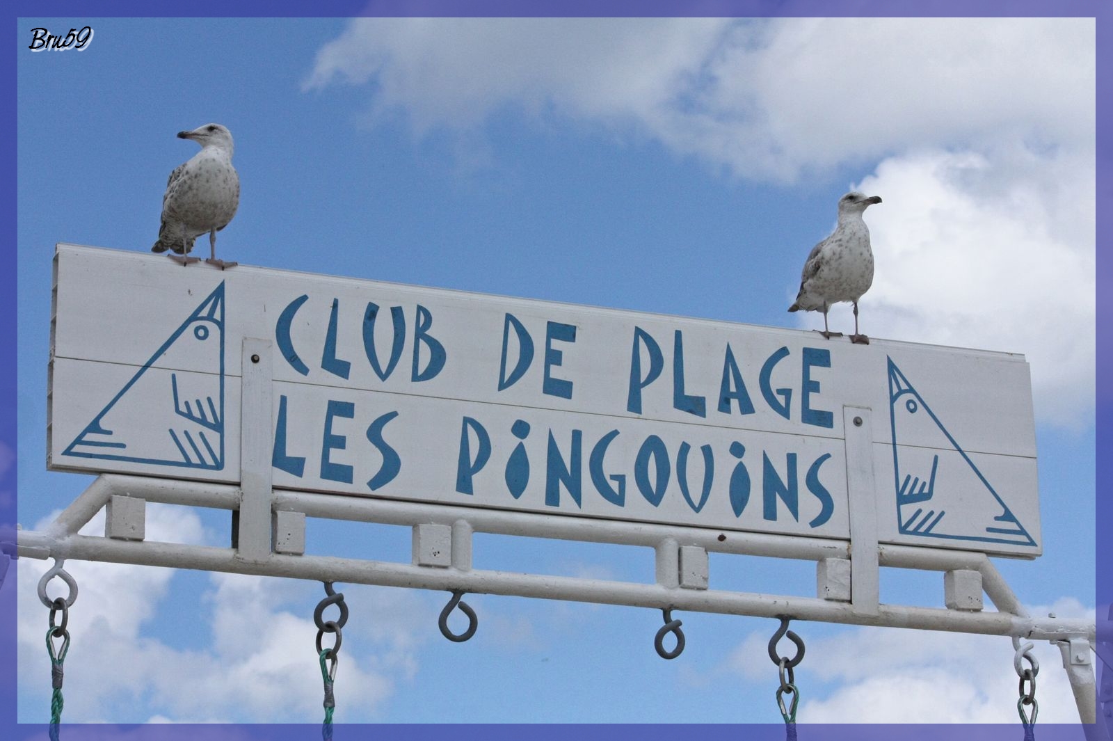 Wallpapers Animals Birds - Gulls Goelands au club des pingouins