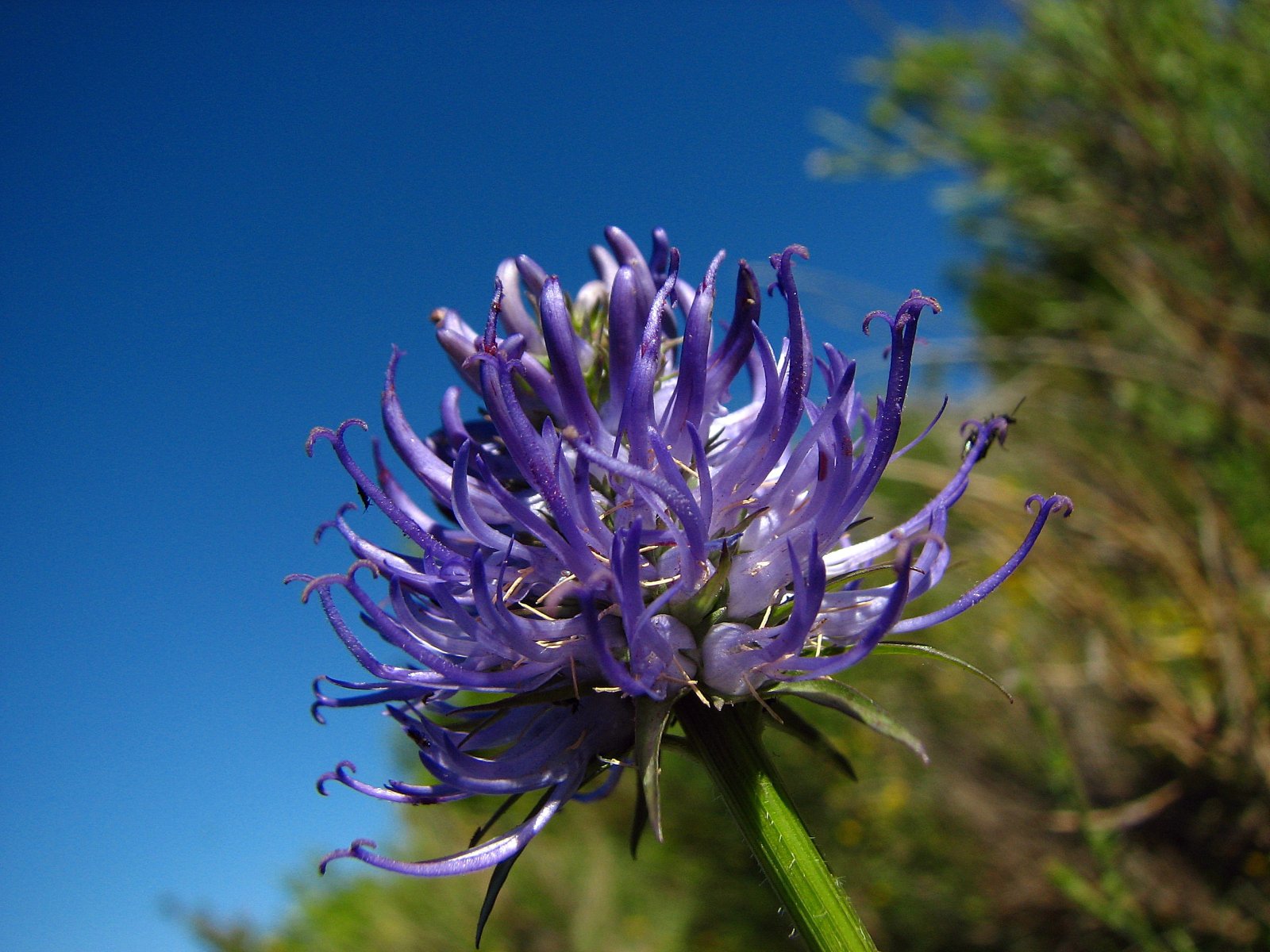 Fonds d'cran Nature Fleurs raiponce globulaire