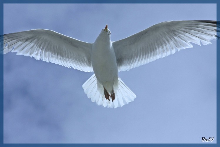 Wallpapers Animals Birds - Gulls Goeland se balladant