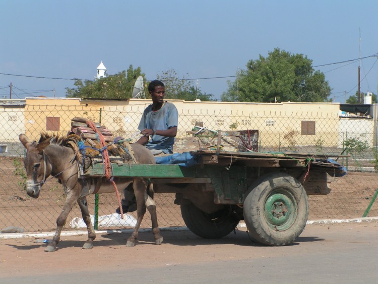 Fonds d'cran Voyages : Afrique Djibouti ane et charette dans djibouti