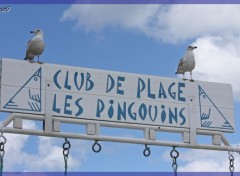 Wallpapers Animals Goelands au club des pingouins