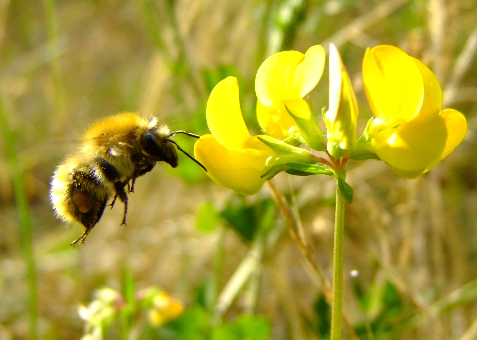 Fonds d'cran Animaux Insectes - Abeilles Gupes ... 