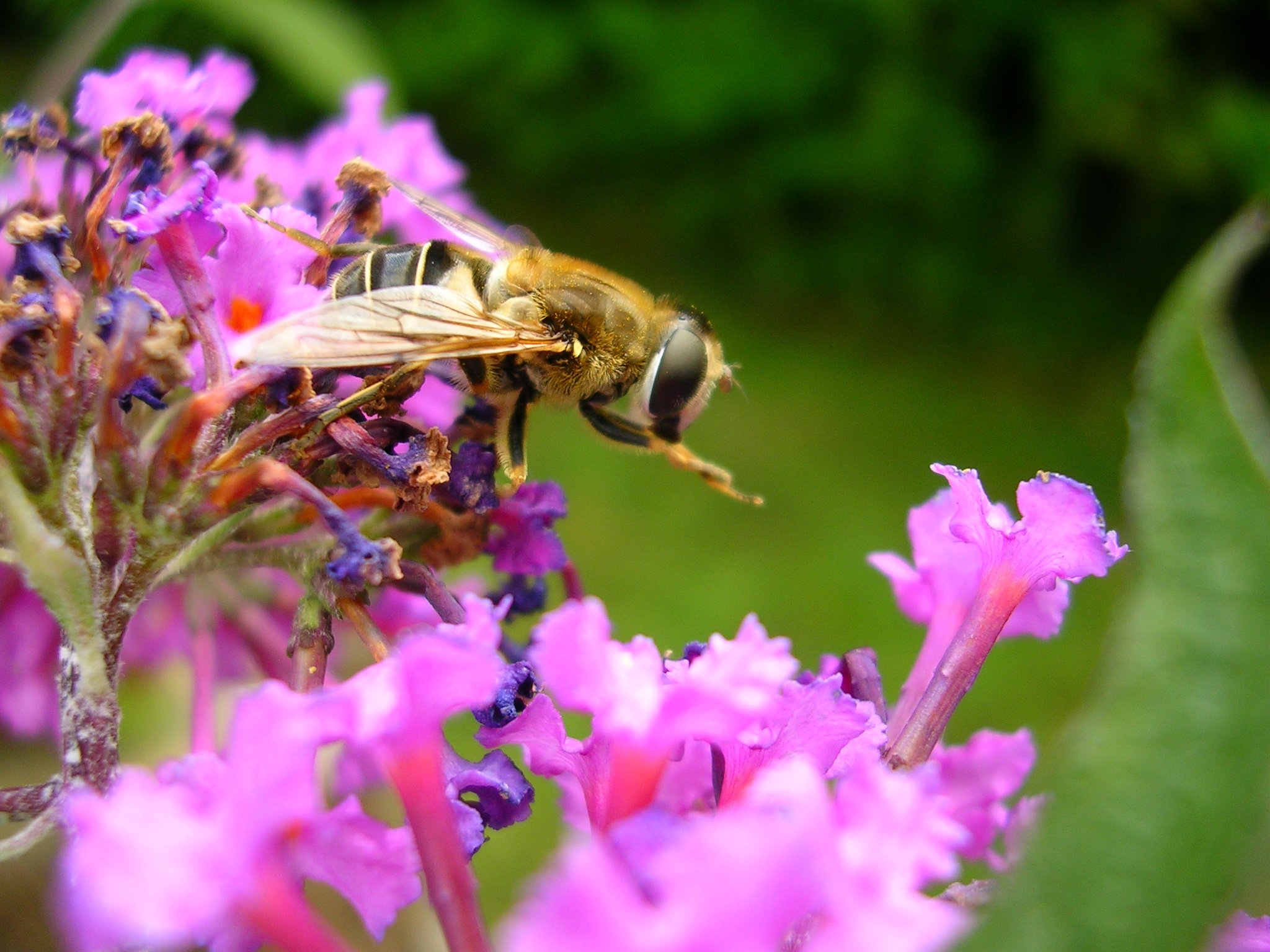 Fonds d'cran Animaux Insectes - Abeilles Gupes ... 