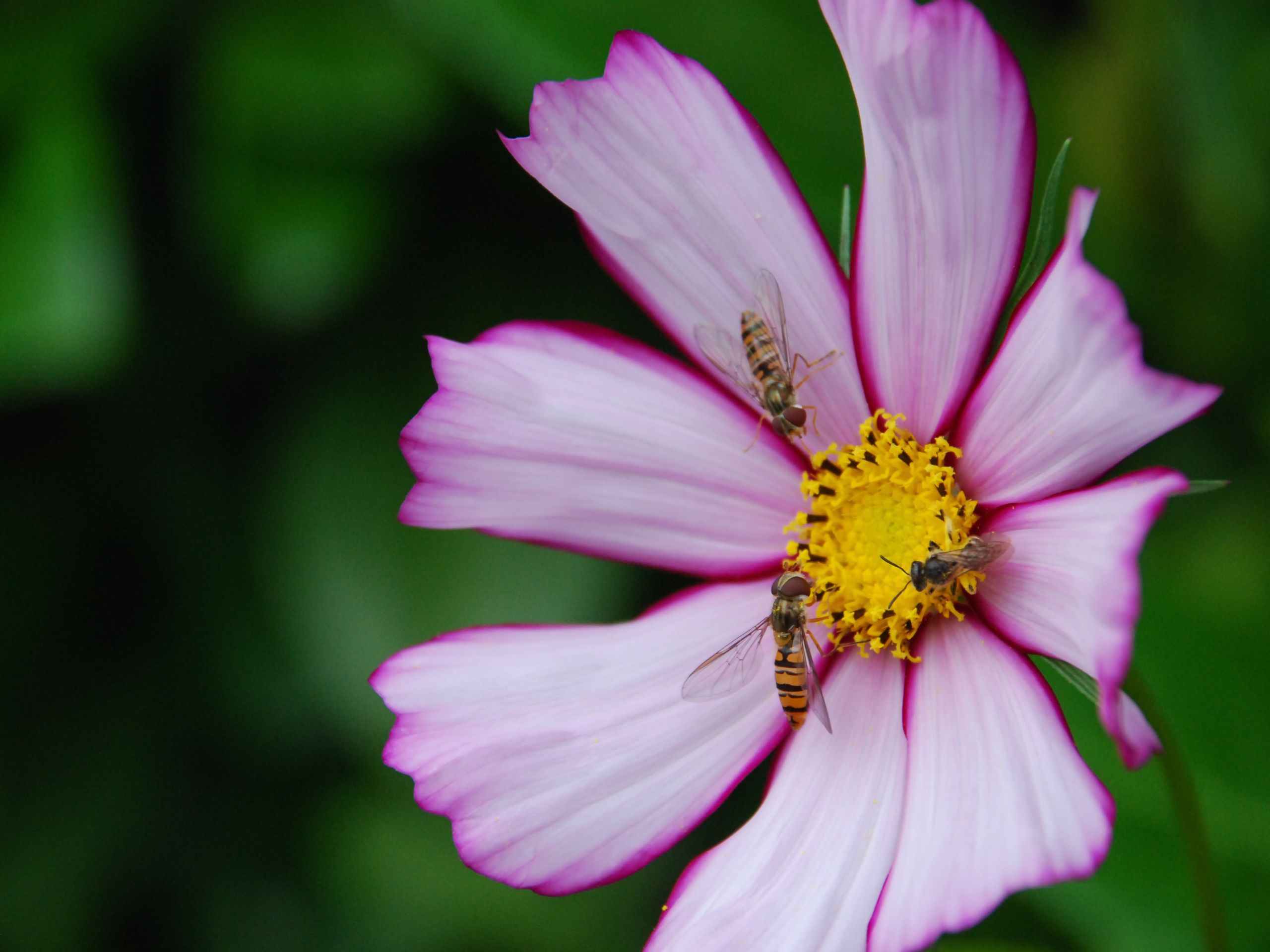 Wallpapers Nature Flowers 3 gourmands