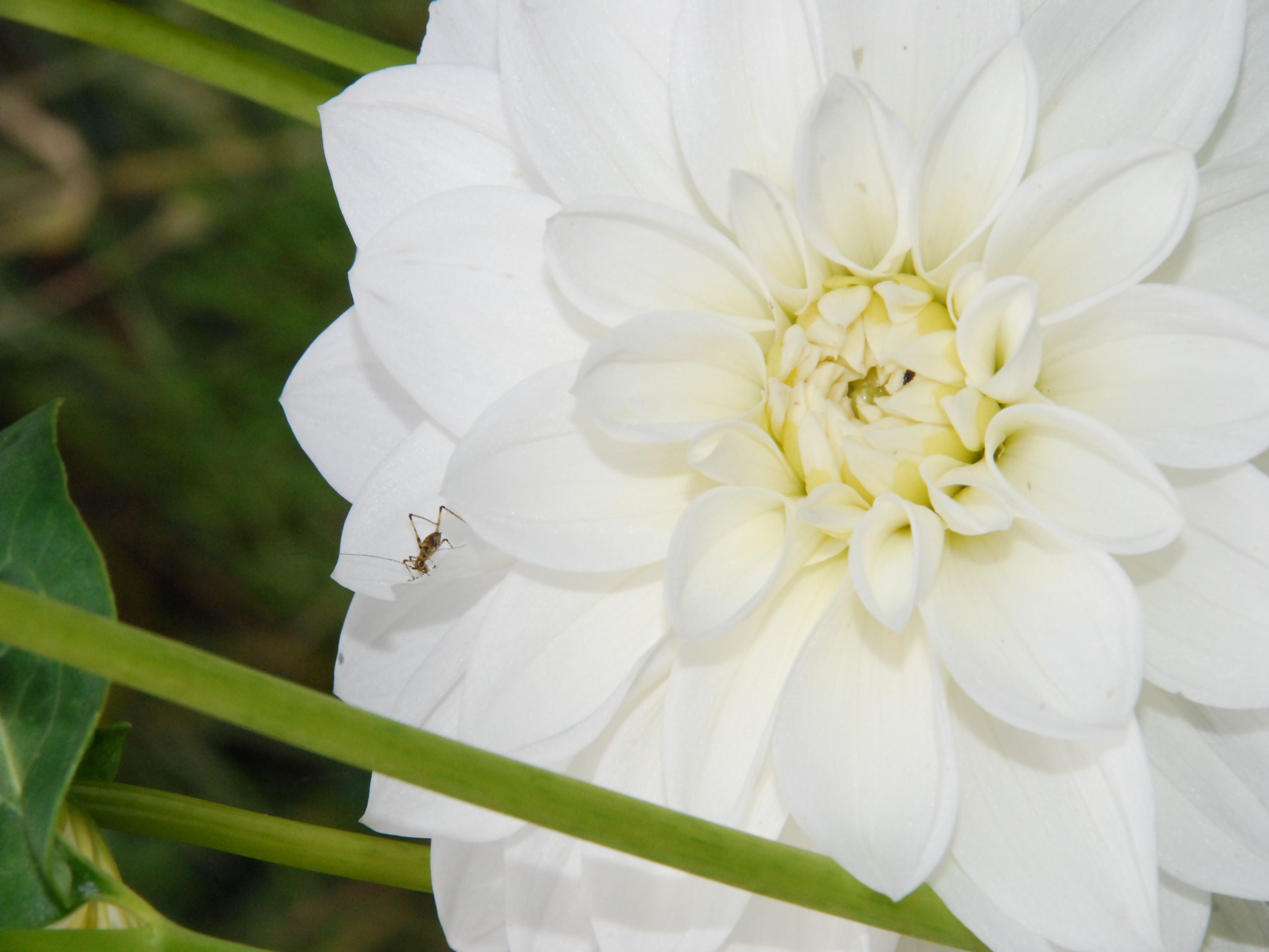 Wallpapers Nature Flowers blanc