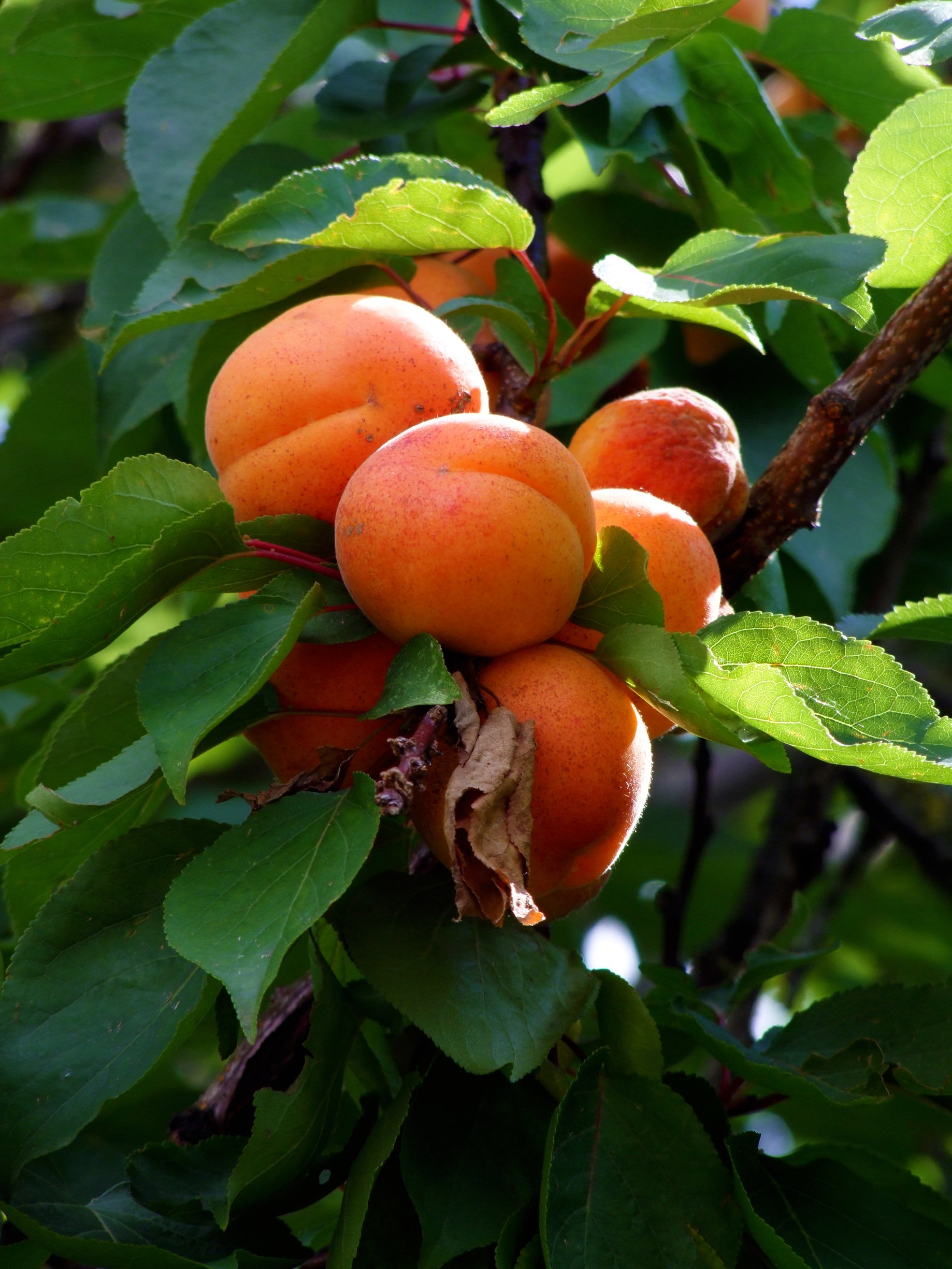 Fonds d'cran Nature Fruits abricots sur un arbre