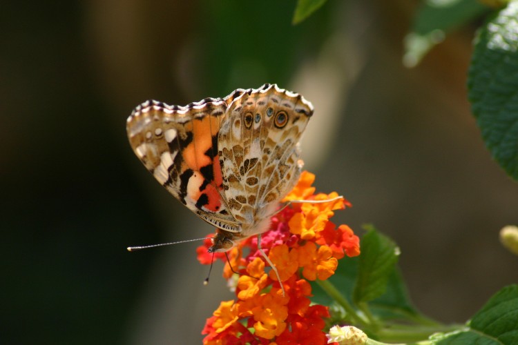 Fonds d'cran Animaux Insectes - Papillons Wallpaper N240340