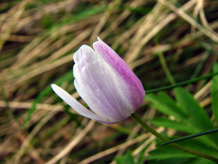 Fonds d'cran Nature Fleurs pulsatille printanire