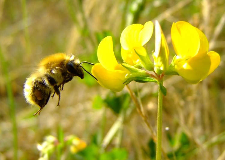 Fonds d'cran Animaux Insectes - Abeilles Gupes ... Wallpaper N240508