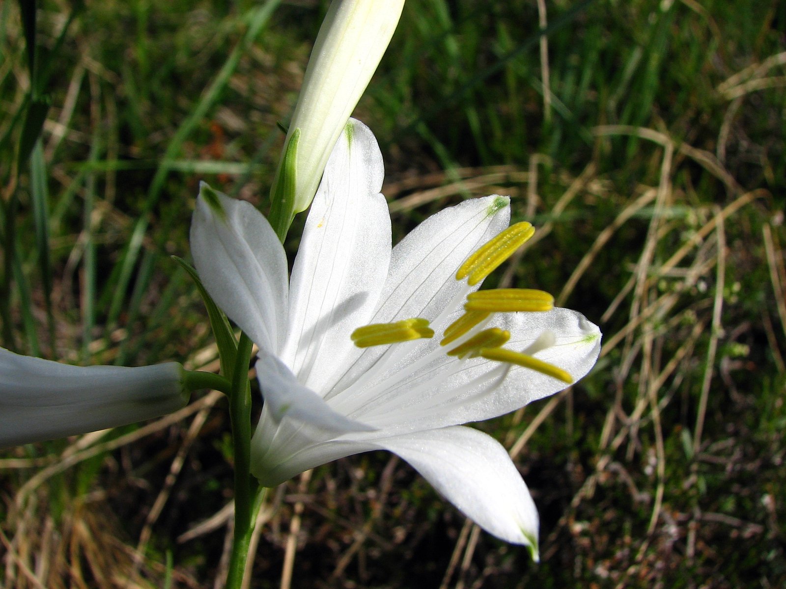 Fonds d'cran Nature Fleurs lis St Bruno