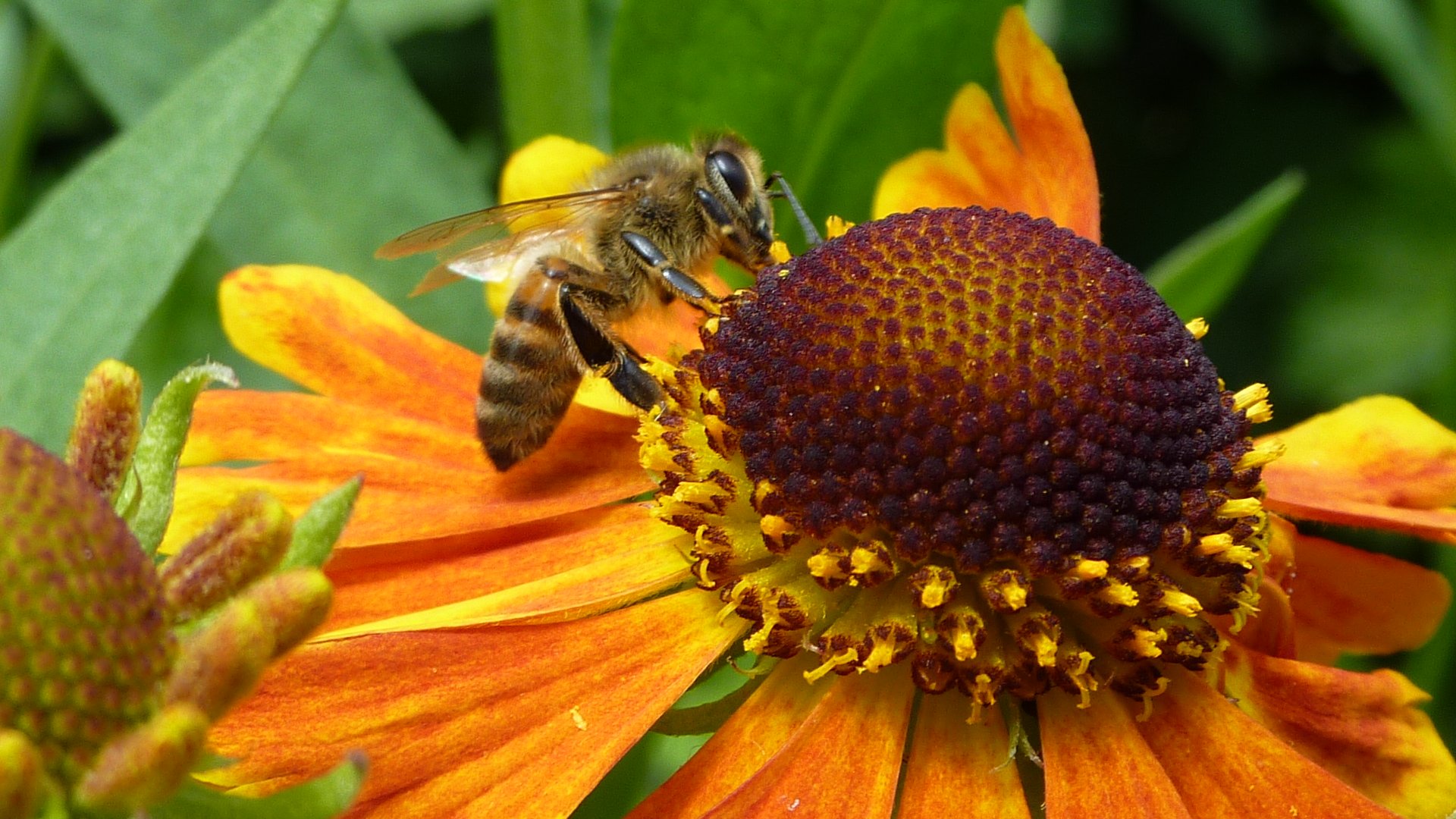 Fonds d'cran Animaux Insectes - Abeilles Gupes ... 