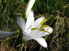 Fonds d'cran Nature lis St Bruno