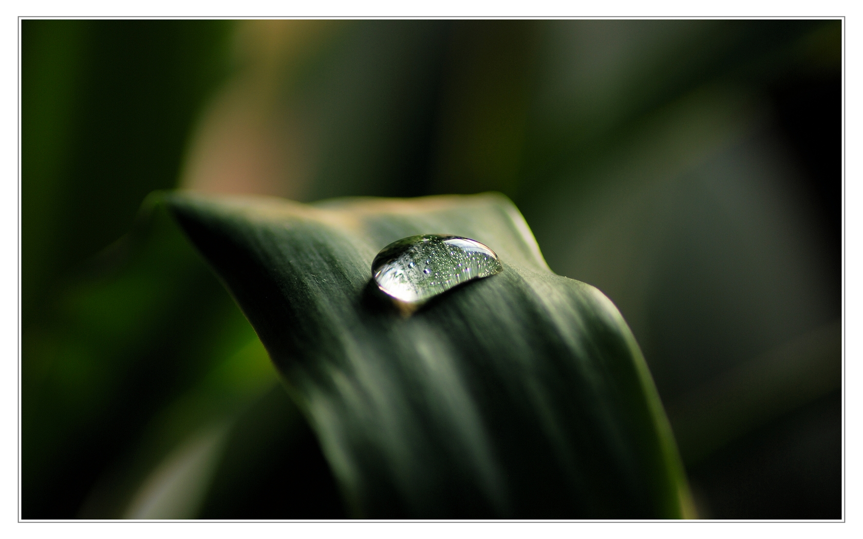 Fonds d'cran Nature Feuilles - Feuillages Une Goutte d'eau