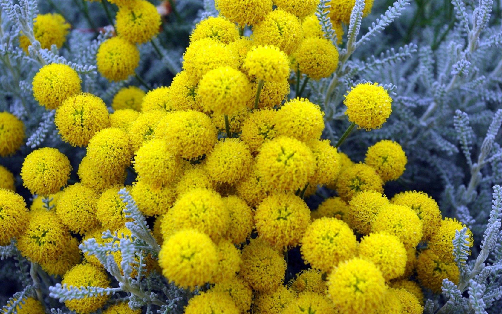 Fonds d'cran Nature Fleurs jaune