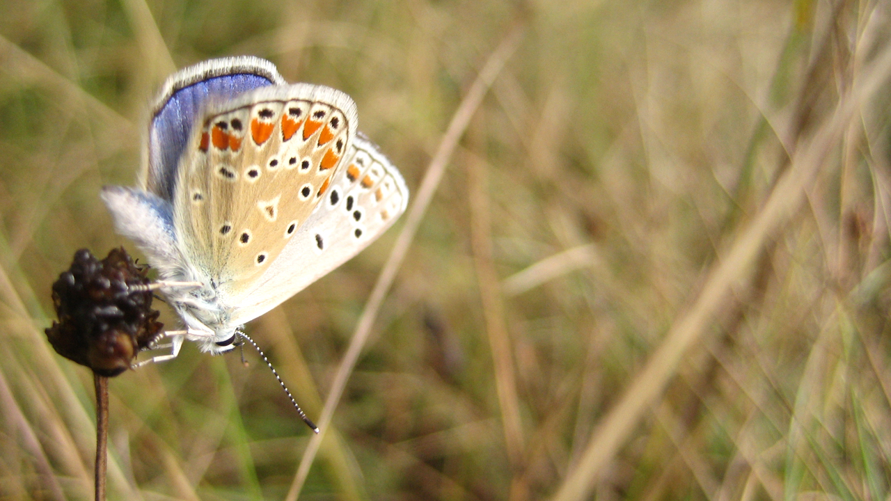 Fonds d'cran Animaux Insectes - Papillons 