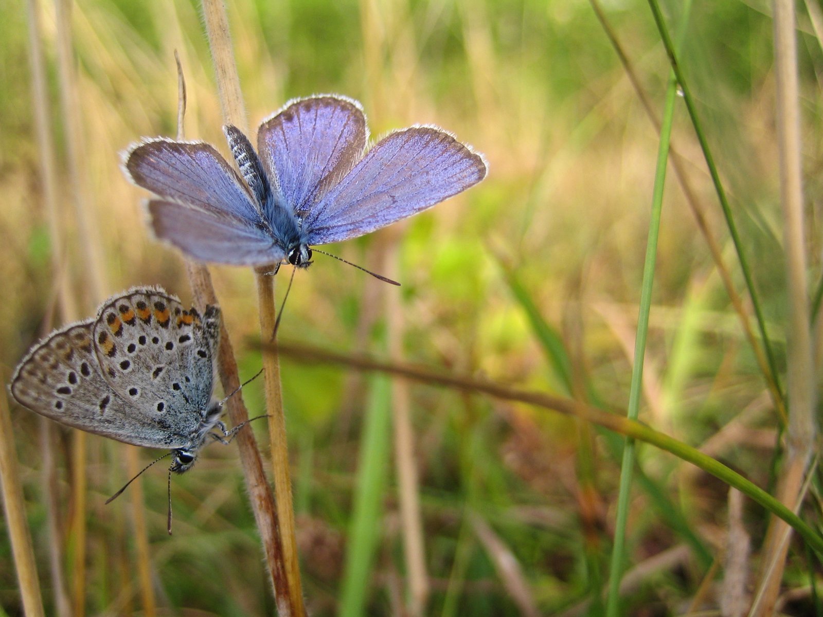 Wallpapers Animals Insects - Butterflies 