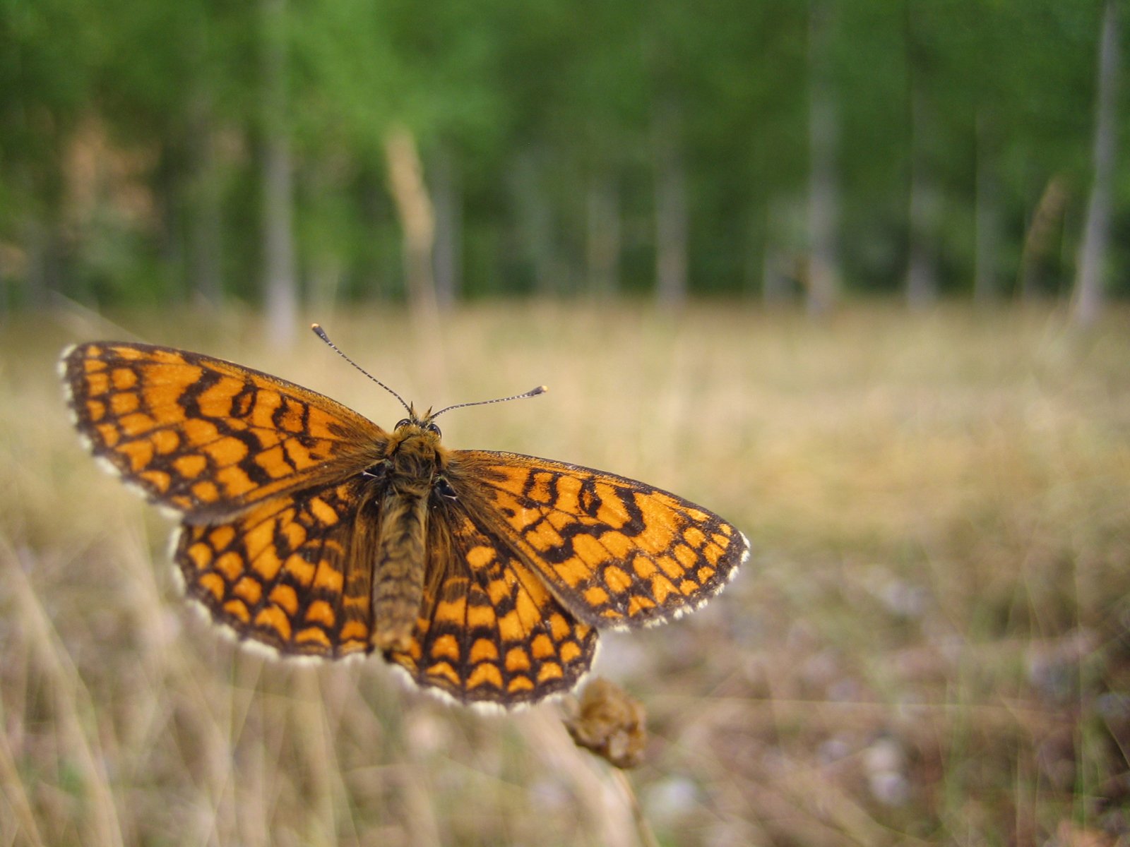 Wallpapers Animals Insects - Butterflies 