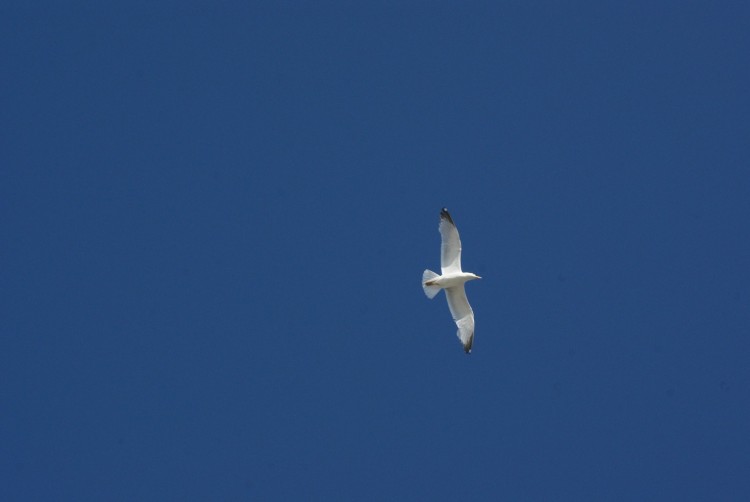 Wallpapers Animals Birds - Gulls vole