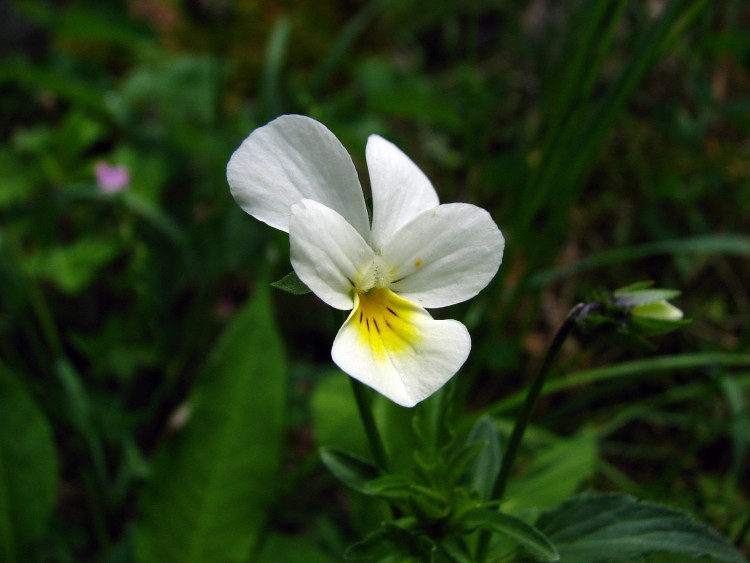 Fonds d'cran Nature Fleurs pense sauvage 