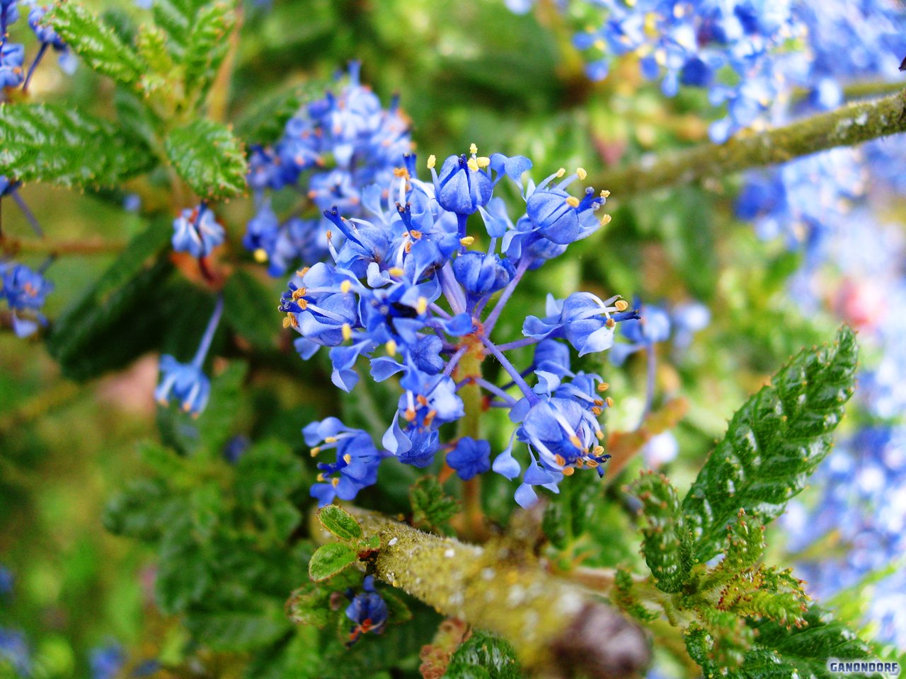 Fonds d'cran Nature Fleurs Parfum Azur