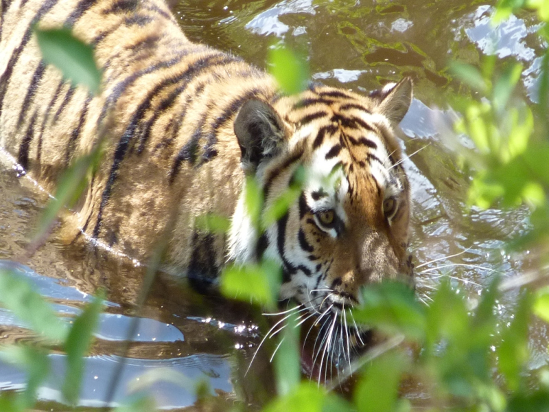 Fonds d'cran Animaux Flins - Tigres tigre