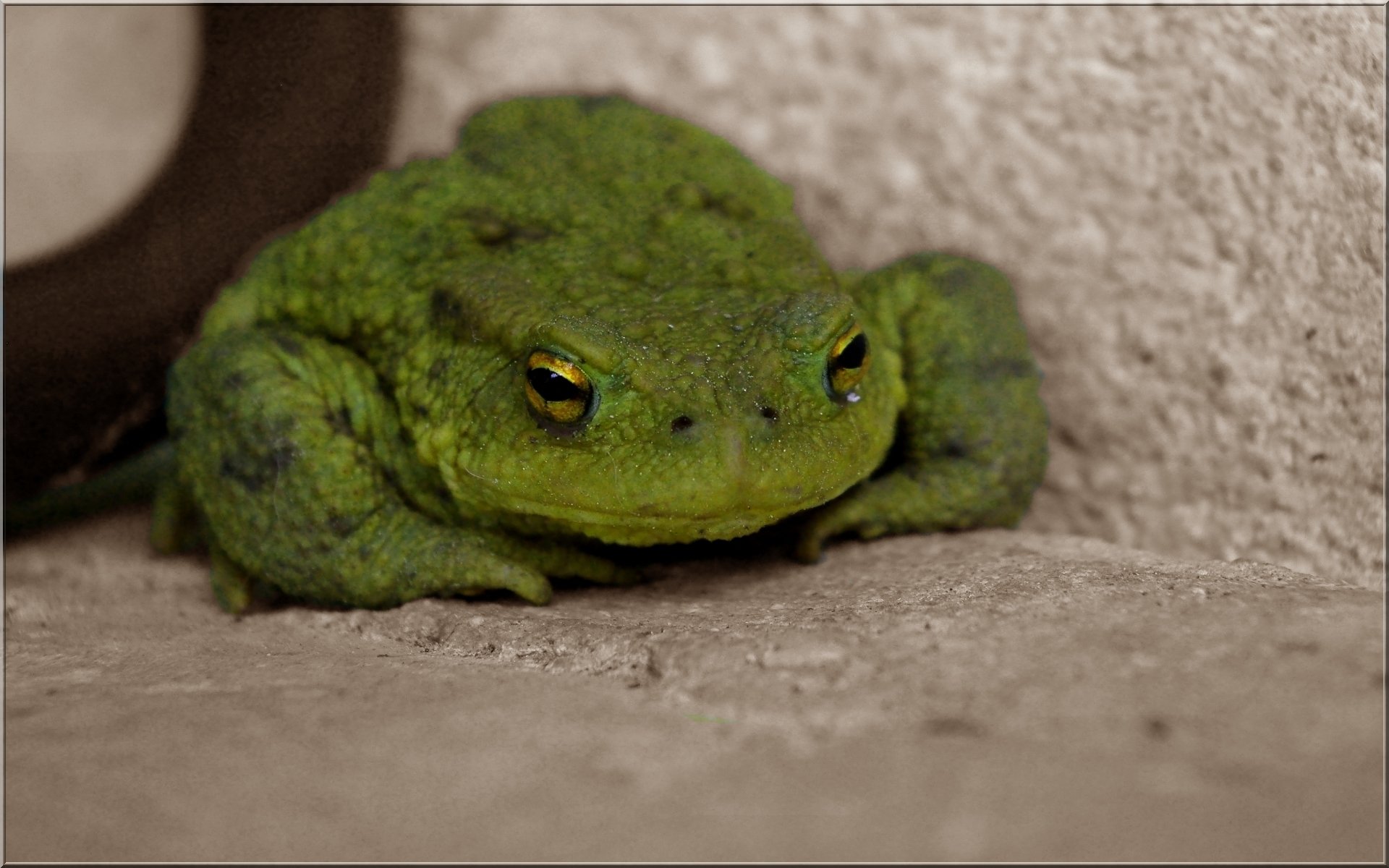 Fonds d'cran Animaux Grenouilles - Crapauds croa