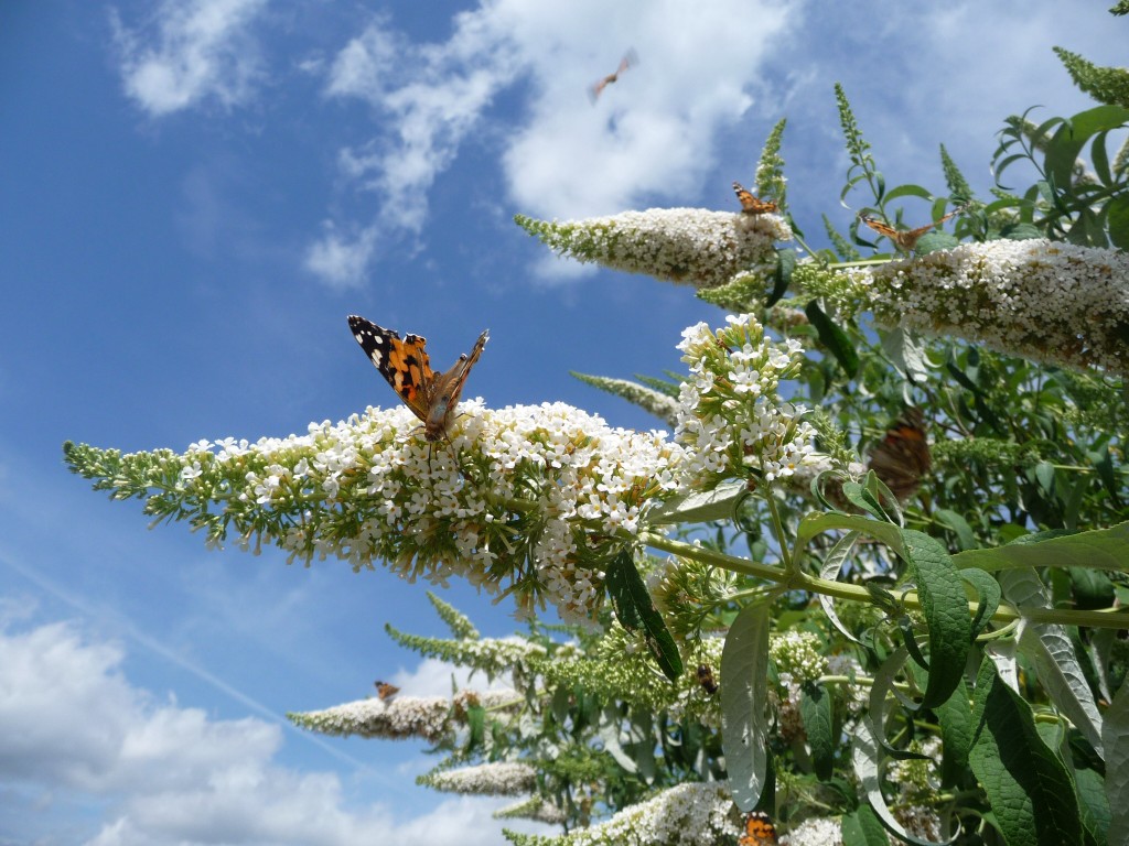 Fonds d'cran Animaux Insectes - Papillons un papillon dans l'azur