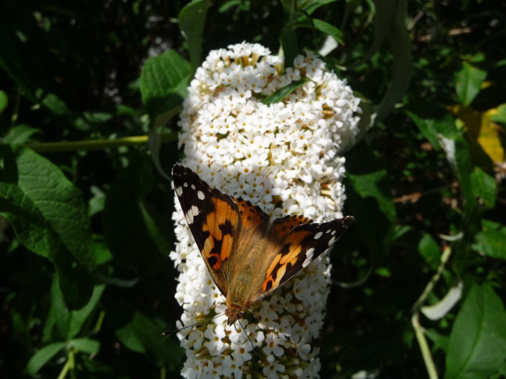 Fonds d'cran Animaux Insectes - Papillons comme un avion dans le soleil