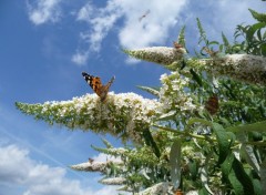 Fonds d'cran Animaux un papillon dans l'azur