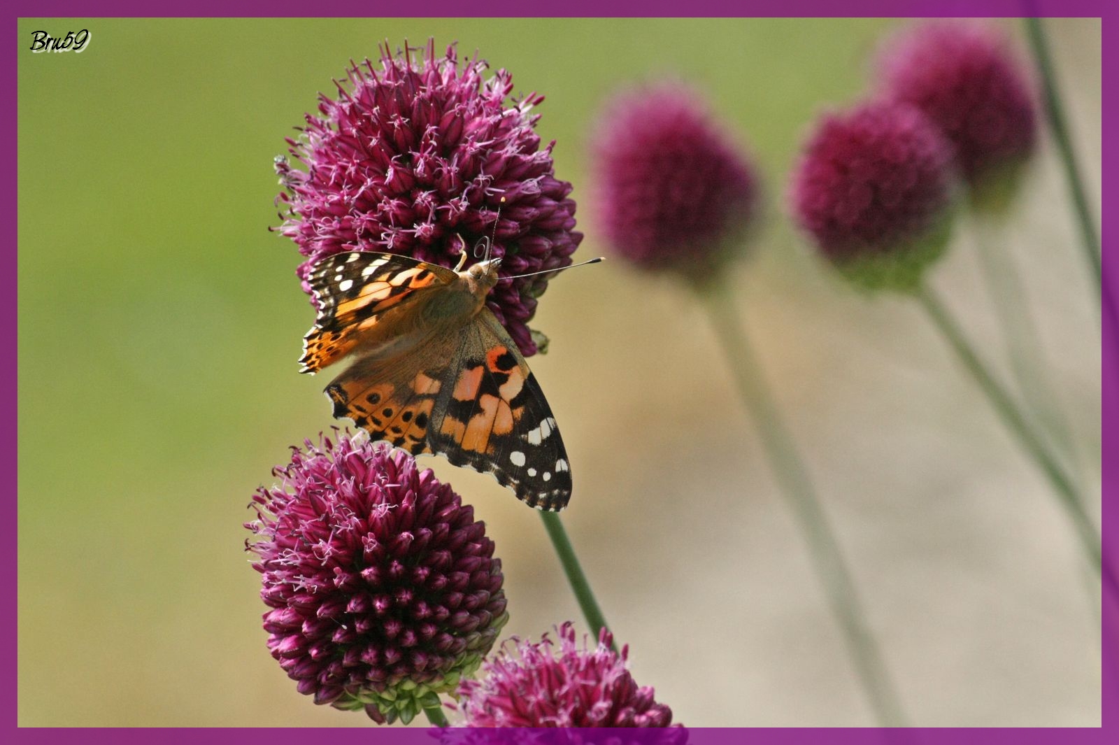 Fonds d'cran Animaux Insectes - Papillons Papillon sur fleur