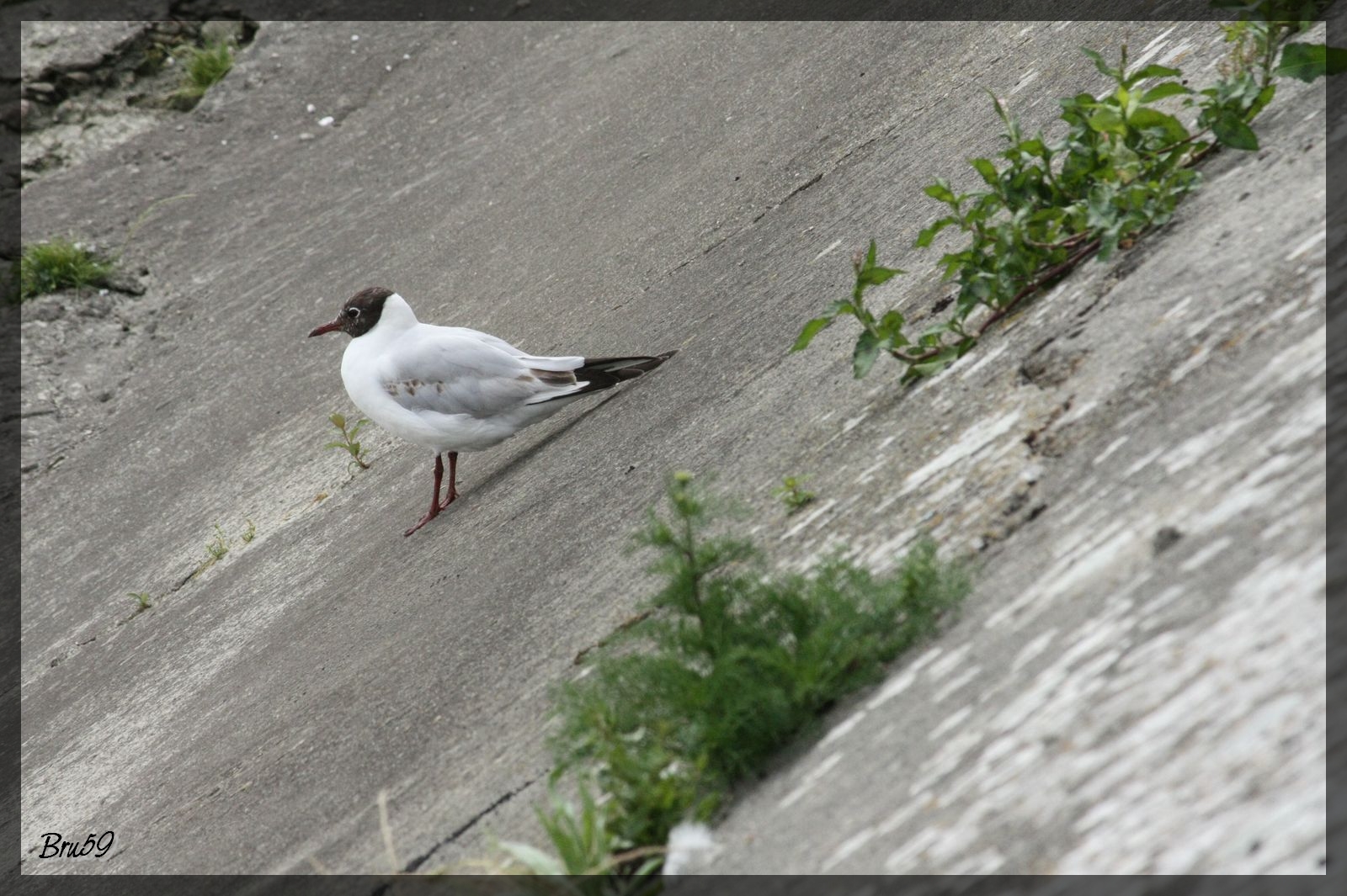 Wallpapers Animals Birds - Gulls Mouette se retenant sur une pente