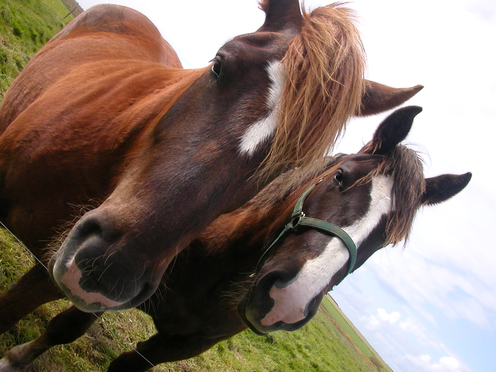 Fonds d'cran Animaux Chevaux Deux chevaux en Bretagne