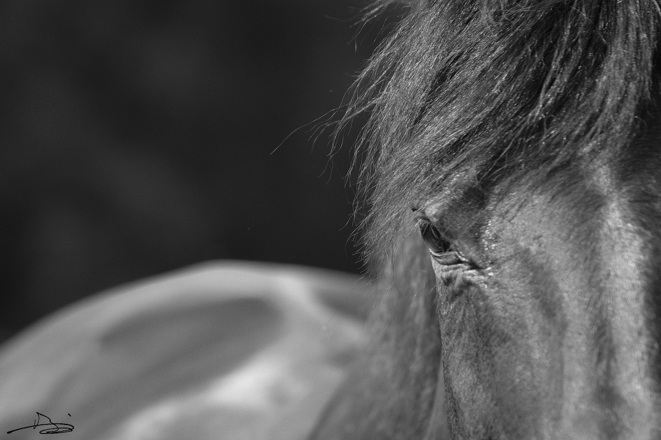 Wallpapers Animals Horses Noir de noir