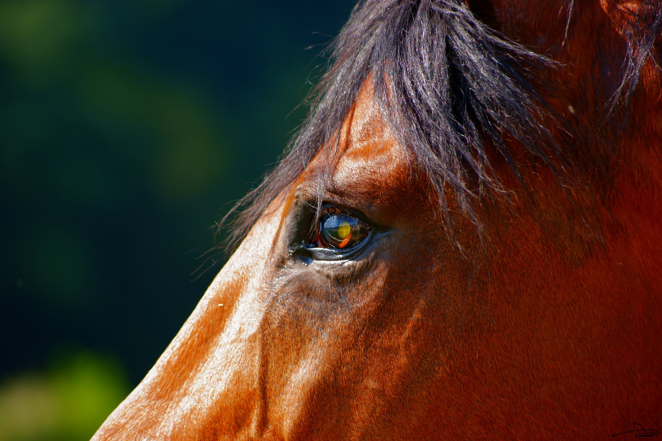 Wallpapers Animals Horses Le cyclope