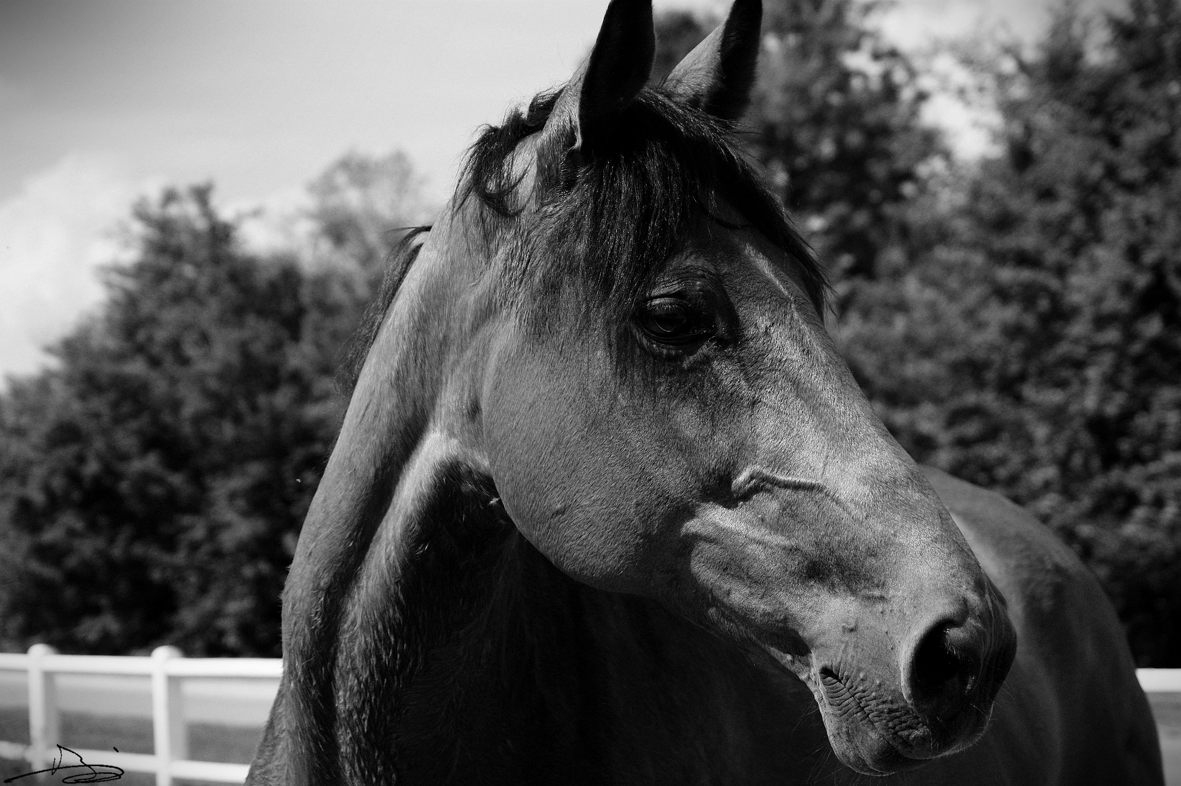 Fonds d'cran Animaux Chevaux Coucou