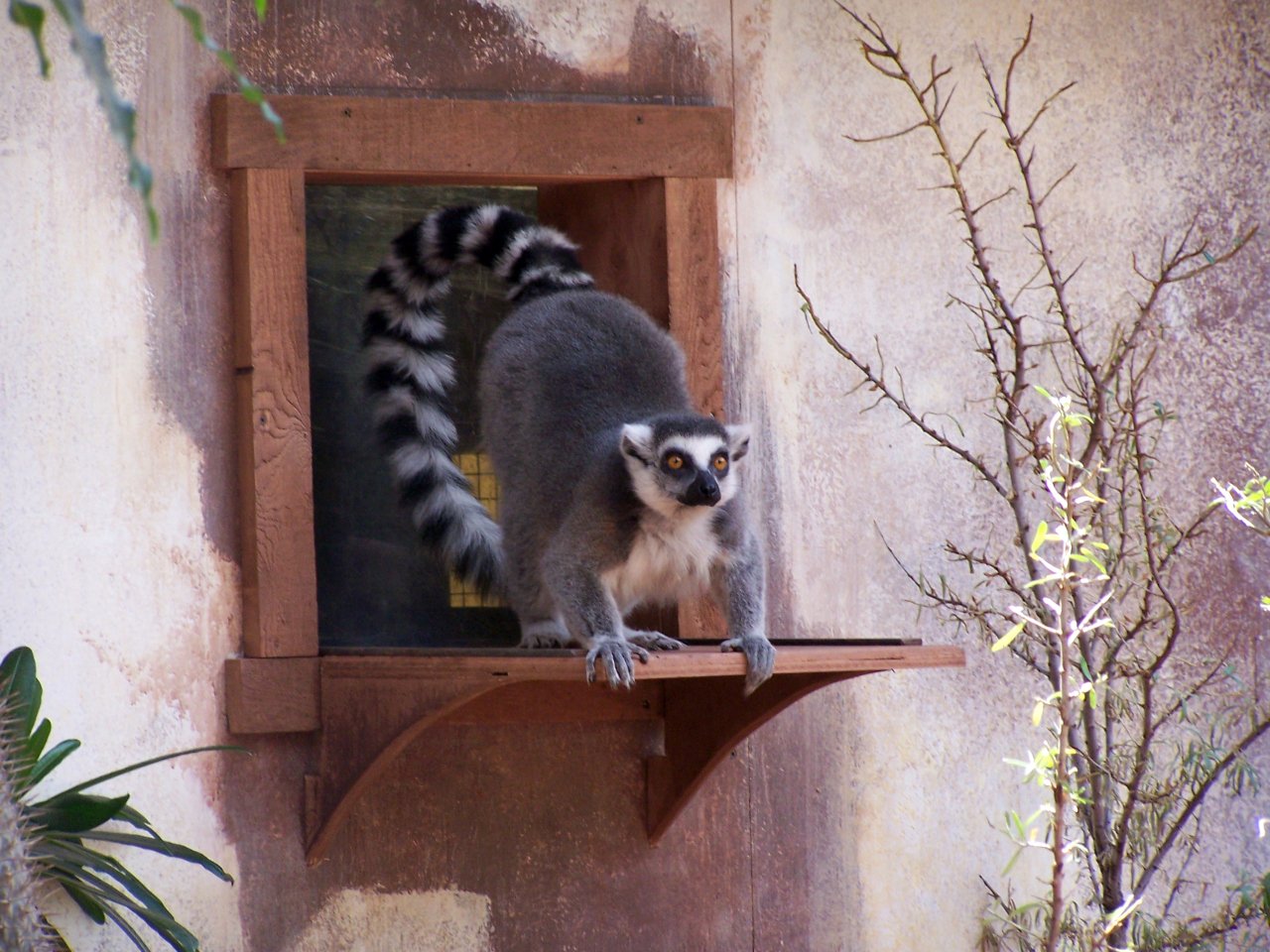 Fonds d'cran Animaux Singes Lmurien du Biodme de Montral