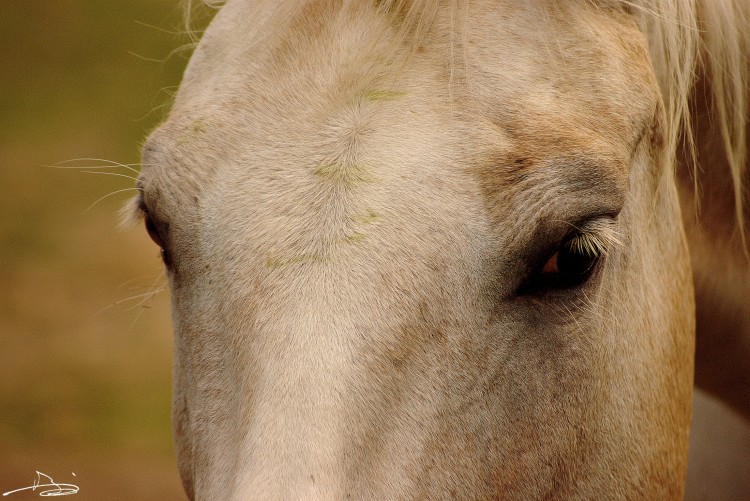 Fonds d'cran Animaux Chevaux Droit dans les yeux