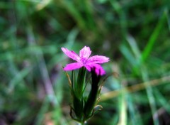 Wallpapers Nature petite fleur des champs