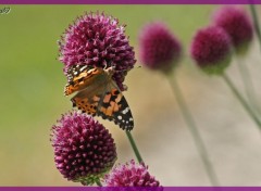 Fonds d'cran Animaux Papillon sur fleur