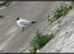 Fonds d'cran Animaux Mouette se retenant sur une pente