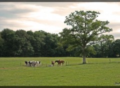 Fonds d'cran Nature Vaches et chevaux dans une prairie