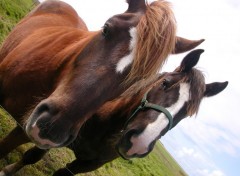 Wallpapers Animals Deux chevaux en Bretagne