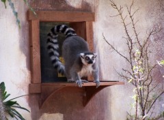 Fonds d'cran Animaux Lmurien du Biodme de Montral