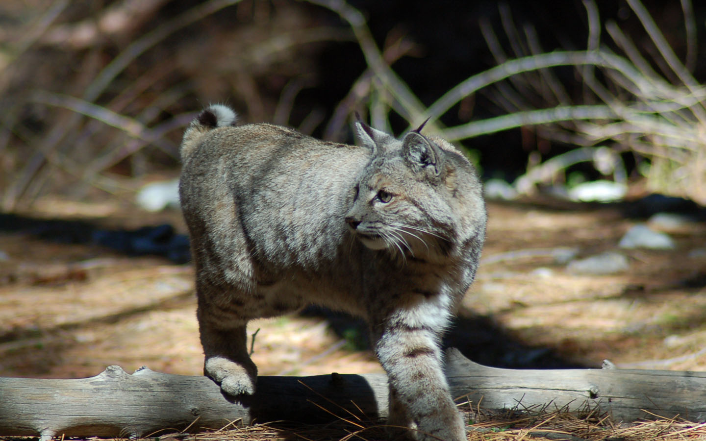 Fonds d'cran Animaux Chats - Chatons Bob Cat a l'affut