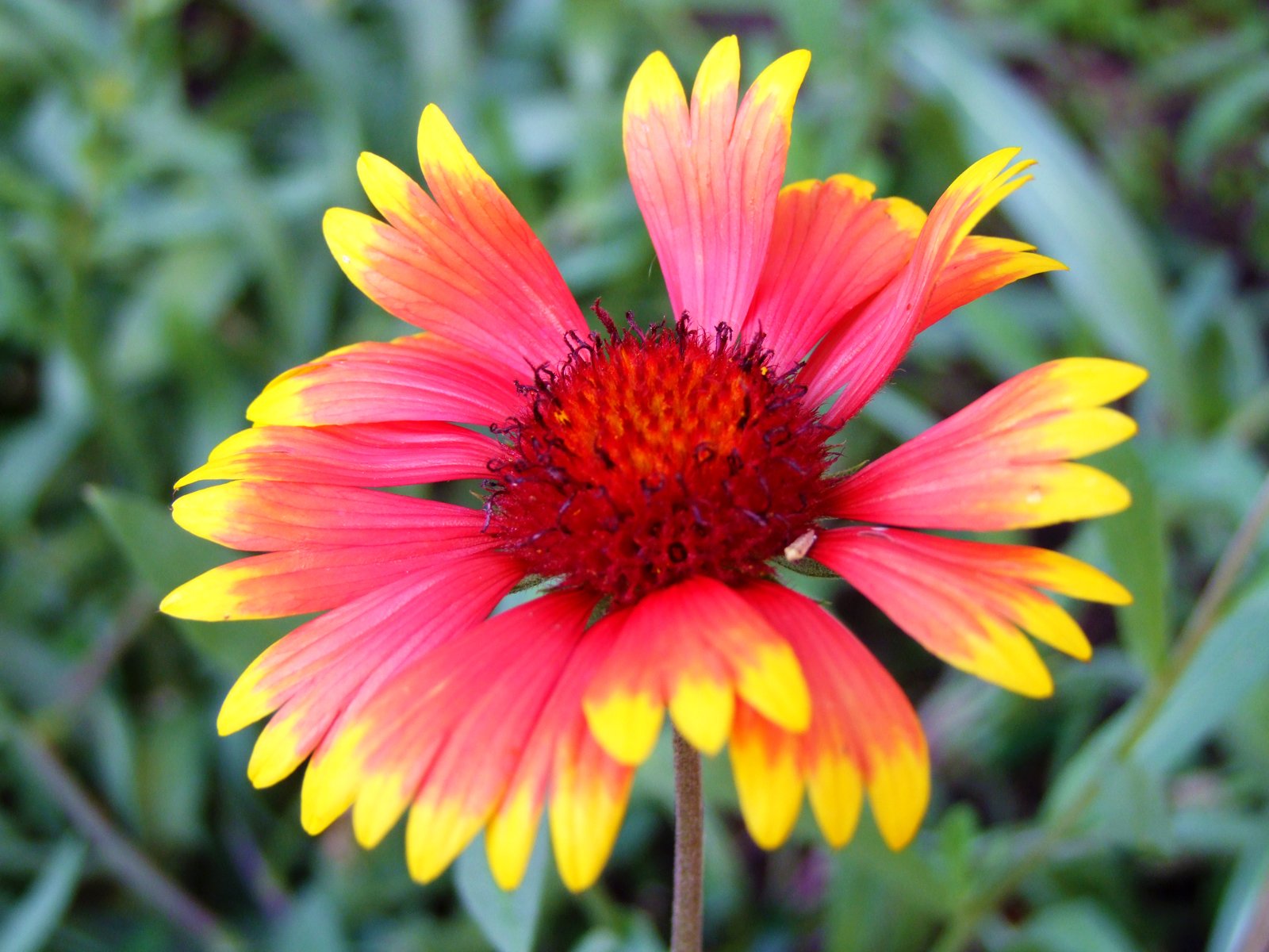 Fonds d'cran Nature Fleurs 