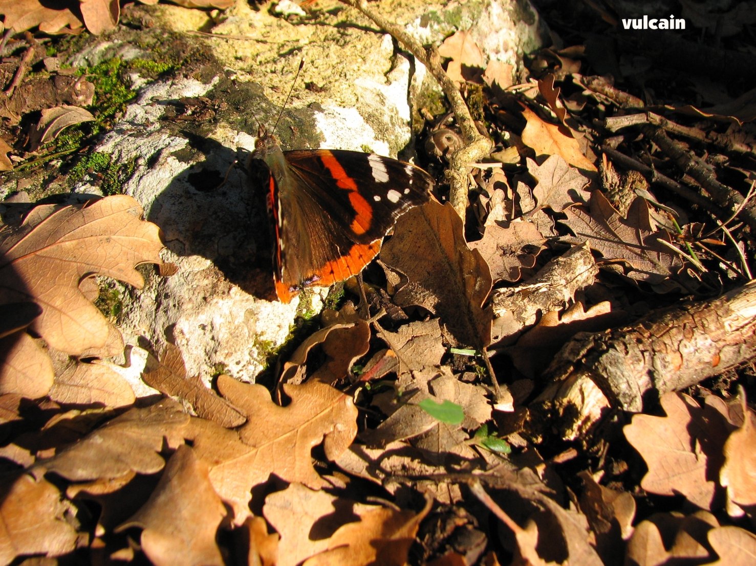 Wallpapers Animals Insects - Butterflies le vulcain